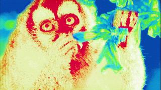 Night Monkeys Night Monkeys