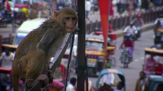 Monkey Thieves