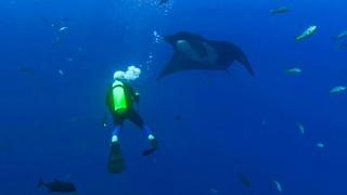The Blue Realm