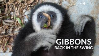 Gibbons: Back in the Swing