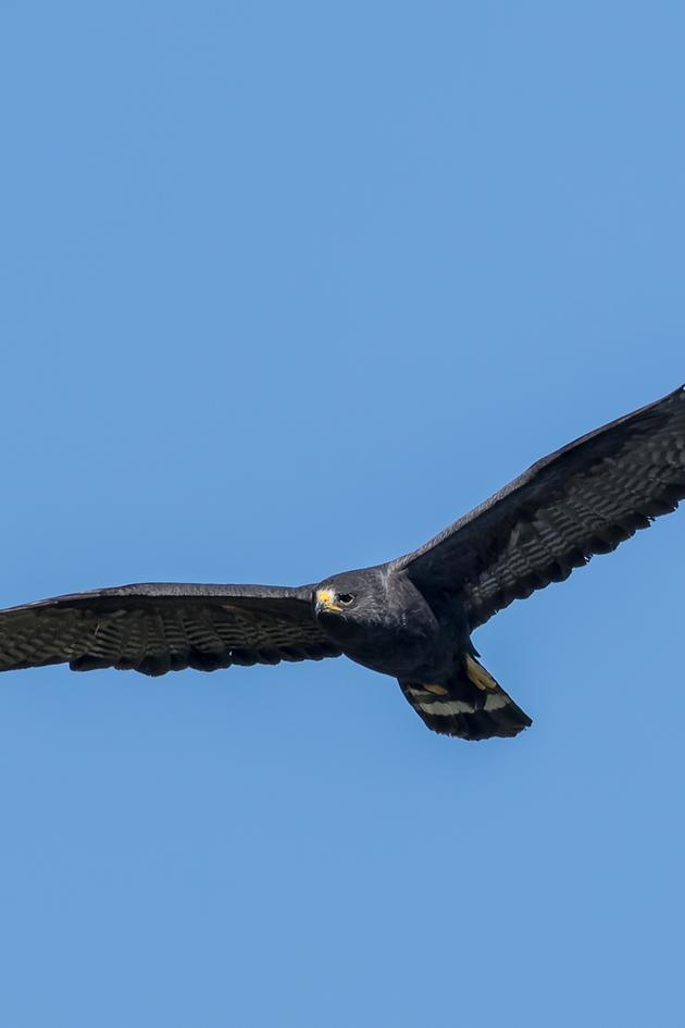 Hunters of the Skies