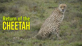  watch Return of the Cheetah