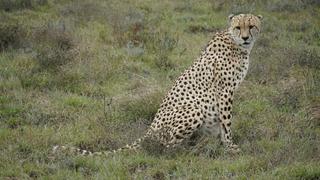Horn of Africa Horn of Africa