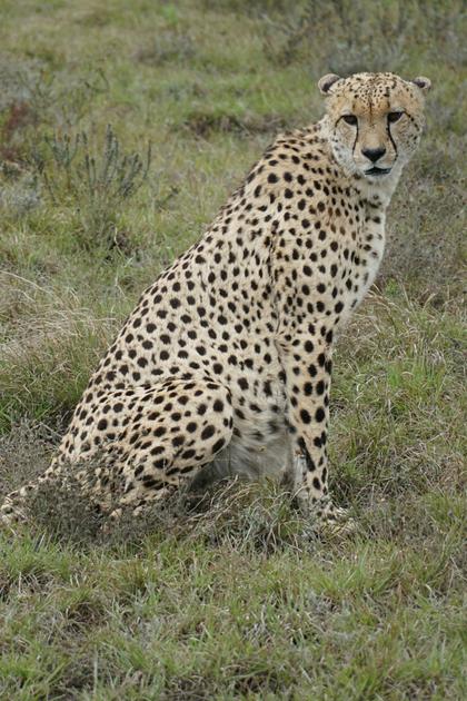 Return of the Cheetah