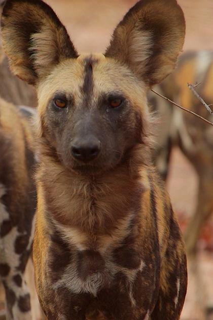 Wild Dogs