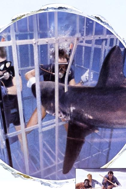 Sharks' Treasure
