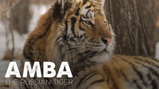 Amba The Russian Tiger
