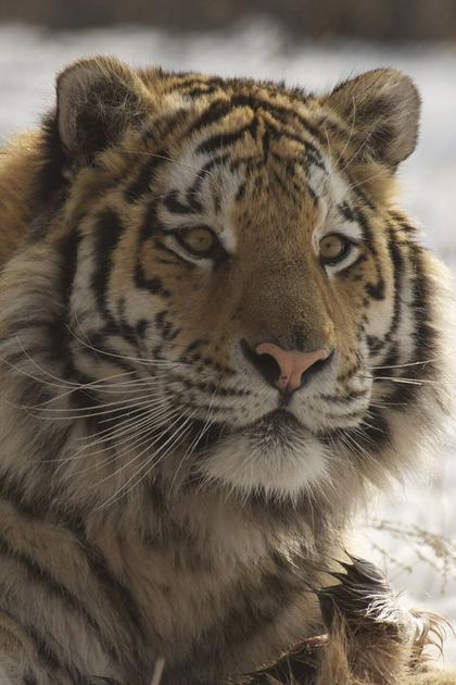 Amba The Russian Tiger