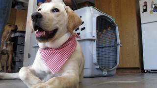 How to Raise the Perfect Dog How to Raise the Perfect Dog