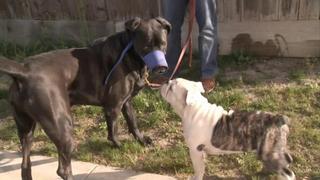 Attacking Cujo Attacking Cujo