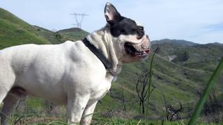 Hardy: Attacked With Love