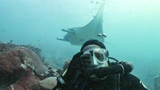 Aquarist for a Day, Mandarinfish & Whale Sharks