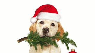 The Dog Who Saved Christmas