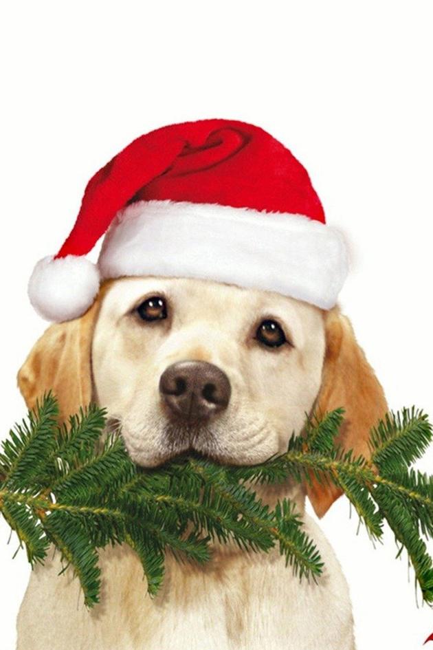 The Dog Who Saved Christmas