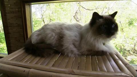 Color Point Shorthair; American Curl, Somali, Japanese Bobtail, Birman