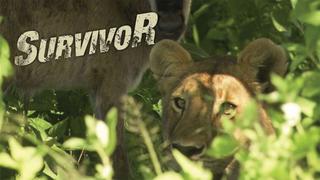 Survivor