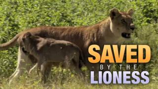 Saved by the Lioness