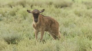 Saved by the Lioness