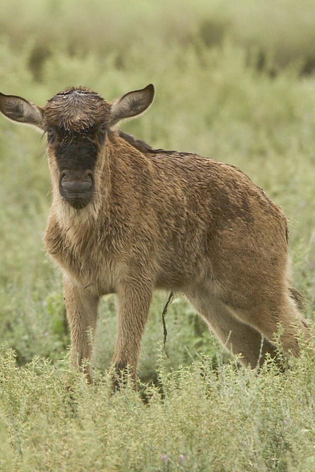 Saved by the Lioness