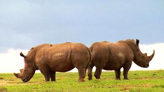 White Rhinos of Enasoit