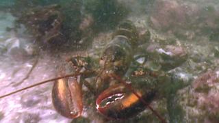 Here Come the Crabs