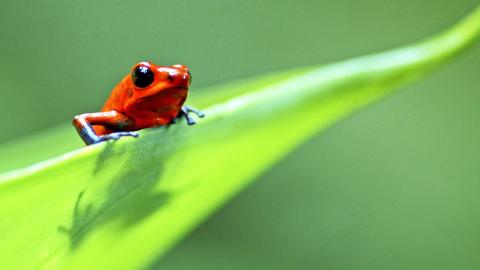 Reptiles and Amphibians