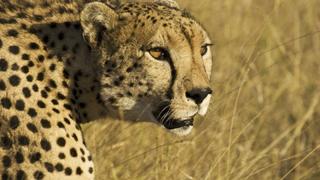 Hunters and Hunted Hunters and Hunted