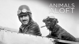 Animals Aloft