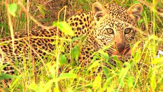 Ol Pejeta Diaries