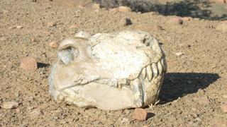 Earth's Deadliest Eruption Earth's Deadliest Eruption