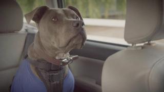 Most Aggressive Breeds Most Aggressive Breeds