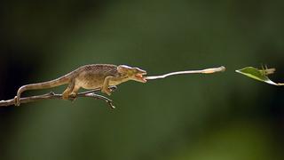 Reptiles Reptiles