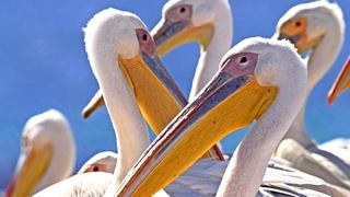 Birds Birds
