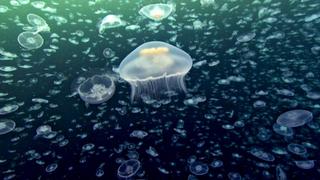 Creatures of the Deep Creatures of the Deep