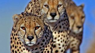 Hunters and Hunted Hunters and Hunted
