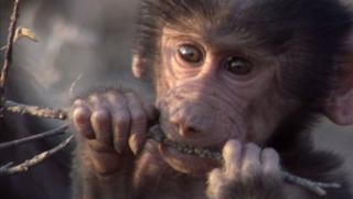 Primates Primates