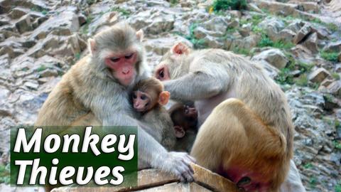 Monkey Thieves