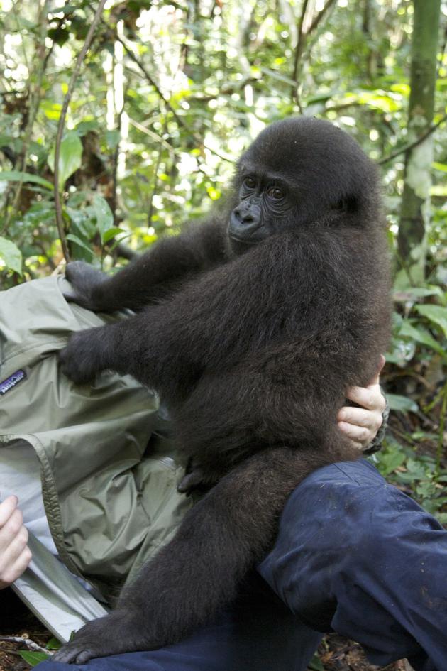 Gorilla School
