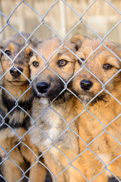 Confessions: Animal Hoarding