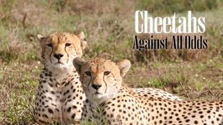  watch Cheetah: Against All Odds
