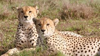 Cheetah: Against All Odds