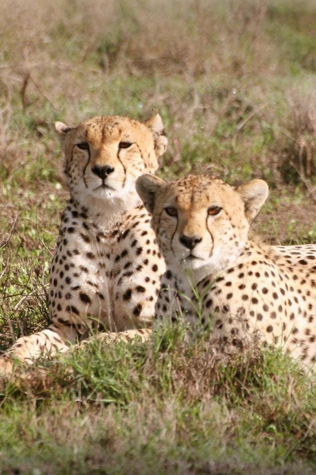 Cheetah: Against All Odds