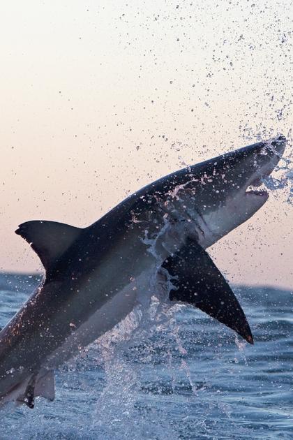 Ultimate Air Jaws