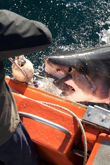 Into the Shark Bite