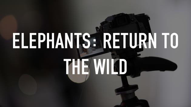 Elephants: Return to the Wild