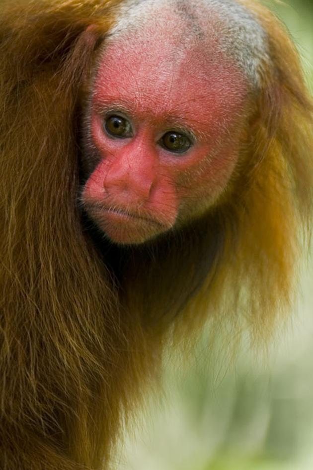 Uakari: Secrets of the English Monkey