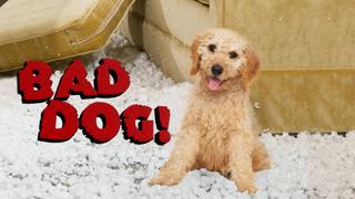  watch Bad Dog!