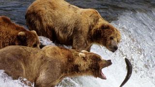 The Great Salmon Run