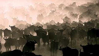 The Great Migration The Great Migration