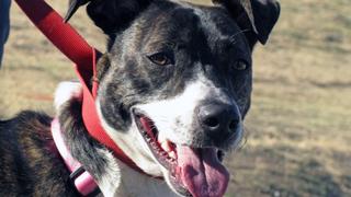 Gotti's Honor Gotti's Honor